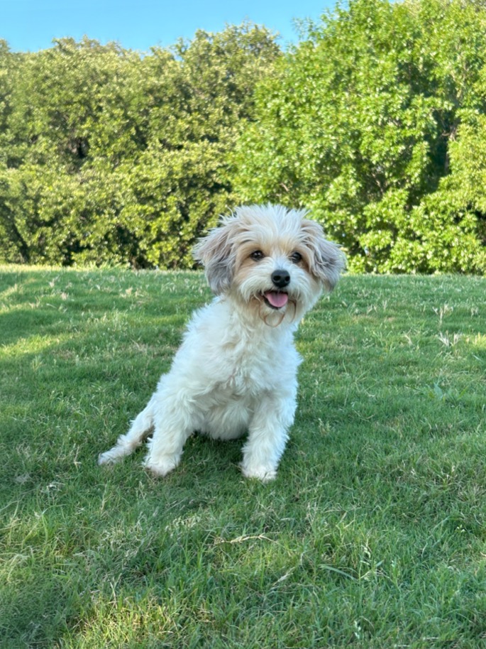 Gigi - Chief of the Fun Police