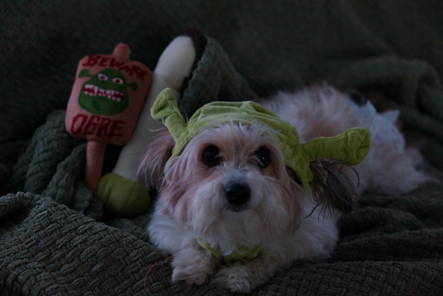 Chief Gigi - Mugshot